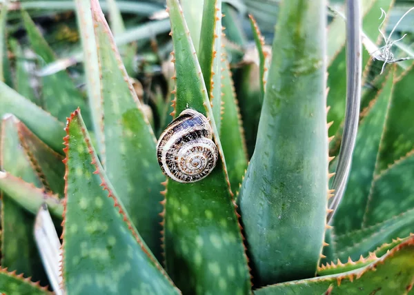 Escargot Rampant Lentement Sur Une Plante Aloès Savonneuse — Photo