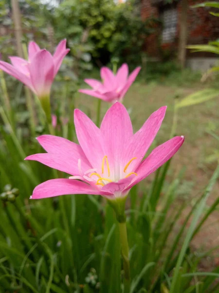 Closeup Beautifully Blossomed Pink Flower Garden — Foto Stock