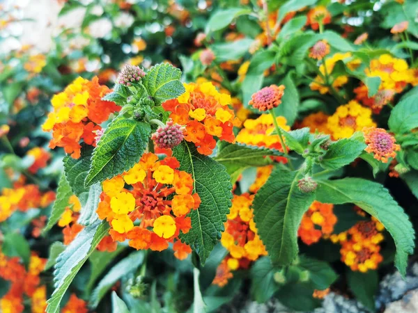 Closeup Colorful Flowers Blooming Common Lantana Shrub — Stock fotografie