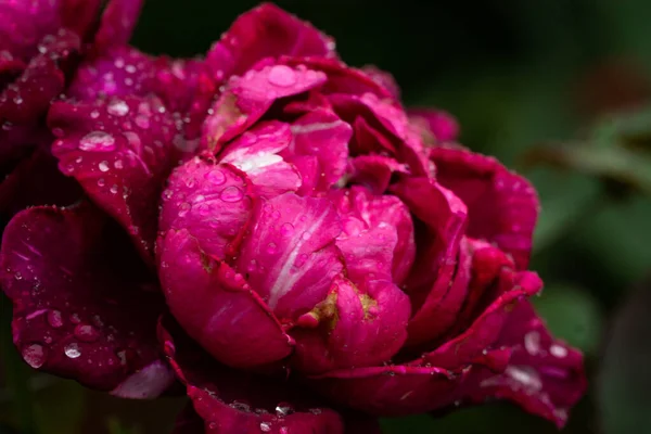 Gros Plan Belle Rose Fleurie Recouverte Gouttelettes Pluie — Photo