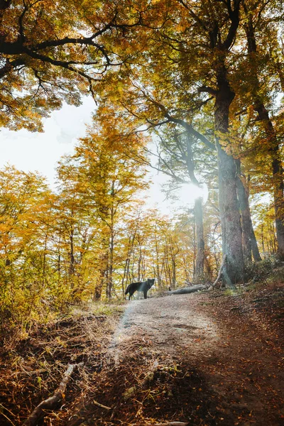 Perro Negro Bosque Otoño —  Fotos de Stock