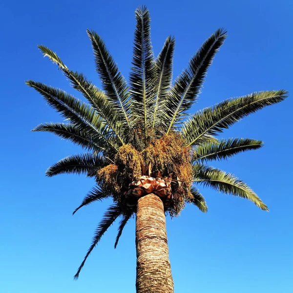 View Atall Date Palm Tree Clear Day — Stock Photo, Image