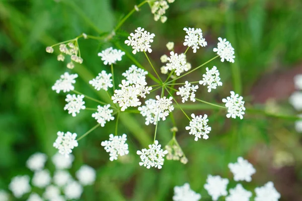 Closeup Shot Pignut Flowers Meadow — Stok fotoğraf
