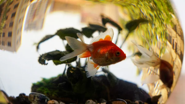 Ein Kleiner Goldfisch Schwimmt Einem Runden Glasfischbecken — Stockfoto