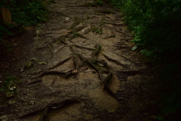 Tree Roots Forest Country Path — Zdjęcie stockowe