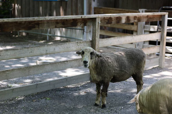Die Schafe Hölzernen Schafstall Kansas City Zoo Usa — Stockfoto