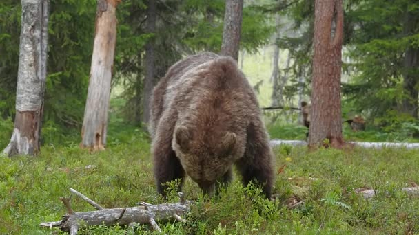 Ein Schöner Blick Auf Einen Braunbär Der Gras Frisst — Stockvideo