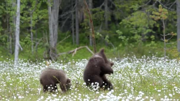Ein Schöner Blick Auf Braunbärenjunge Die Auf Dem Feld Zwischen — Stockvideo