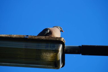 A wood pigeon observes the situation from a street lamp. View from below against the blue sky. clipart