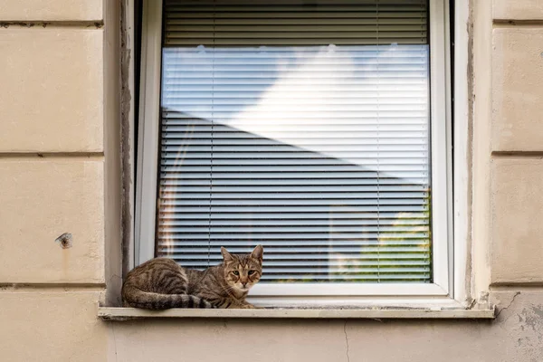 Simpatico Gatto Strisce Sdraiato Sul Davanzale Della Finestra Esterna — Foto Stock