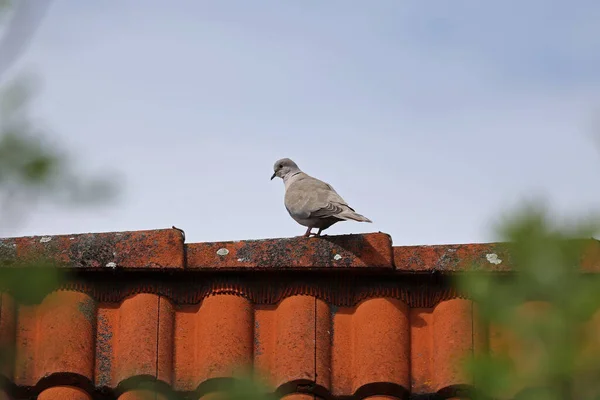 Beautiful Brown Pigeon Perching Clay Tile Roof Blue Sky — Stock Photo, Image