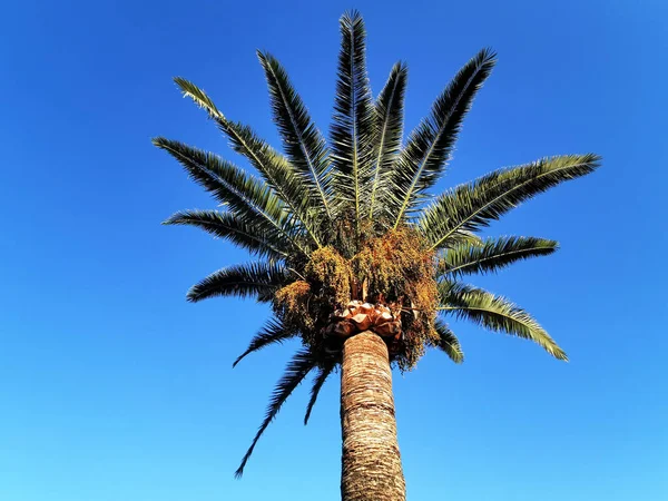 Una Vista Ángulo Bajo Una Palmera Datilera Fondo Del Cielo — Foto de Stock