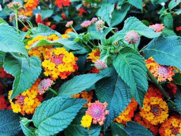 Leuchtend Blühende Blüten Von Lantana Camara Auf Dem Strauch — Stockfoto