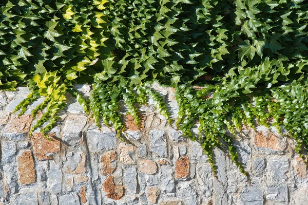 Ivy Stone Wall Close Photography Skiathos Greece — Stockfoto
