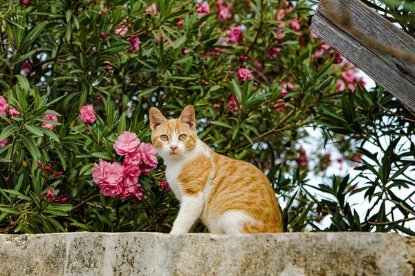 開花した花を持つ低木の下にポーズをとる優雅な好奇心旺盛な生姜猫 — ストック写真