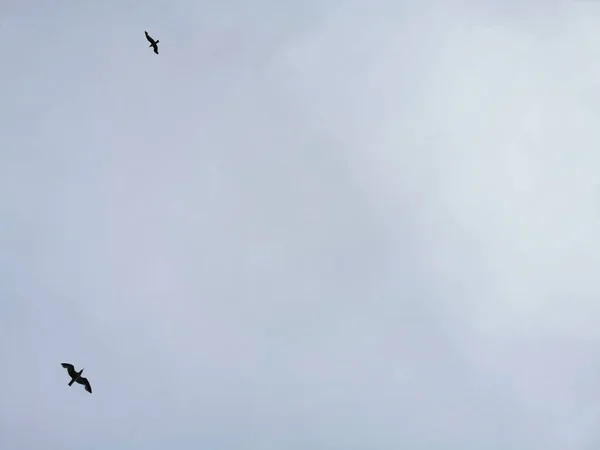 Bulutlu Bir Gökyüzünde Uçan Kuşların Manzarası — Stok fotoğraf