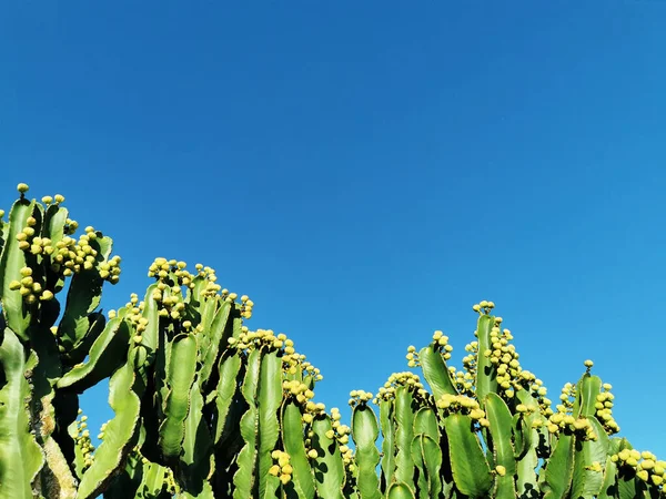 Rami Candelabro Cespuglioso Euphorbia Euphorbia Cooperi Gorwing All Aperto — Foto Stock