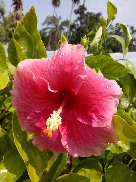 Closeup Beautifully Blossomed Pink Flower Garden — Fotografia de Stock