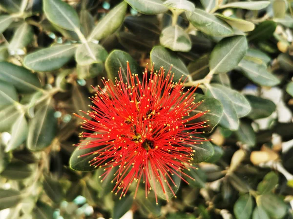 Top View Pohutukawa Flower Growing Shrub — Stock Photo, Image