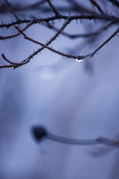 Selective Focus Shot Tree Branch Water Droplet — Stockfoto