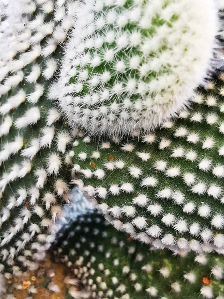 Closeup Polka Dot Cactus Pad Stems — Stock fotografie