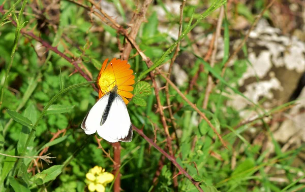 Papillon Blanc Chou Pieris Rapae Ramasse Pollen Une Fleur Orange — Photo