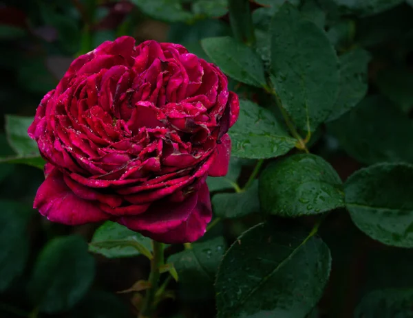 Closeup Blossomed Beautiful Red Rose Covered Rain Droplets — Φωτογραφία Αρχείου