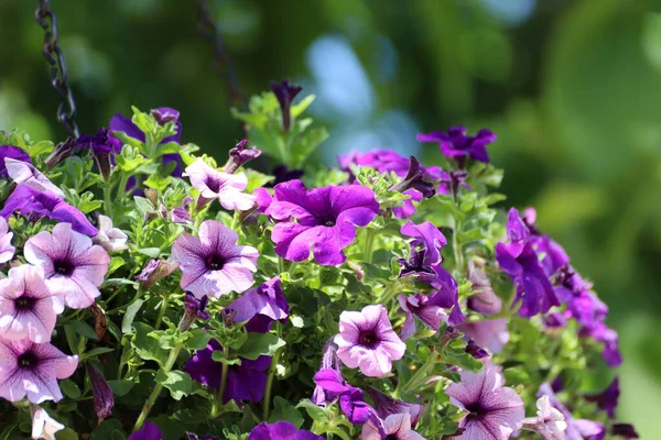 Gros Plan Des Fleurs Pétunia Violet Kansas City Usa — Photo