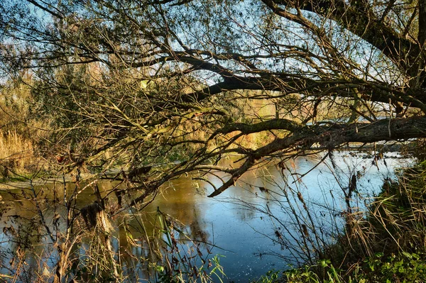 Landschaftsbild Der Österreichischen Donau Wildes Naturschutzgebiet Mit Wasserseite Bäumen Pfad — Stockfoto