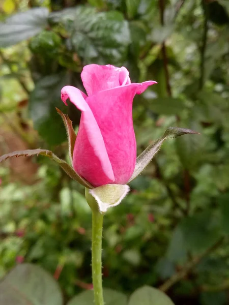 Selective Focus Blossomed Pink Beautiful Rose Garden — Stock Photo, Image