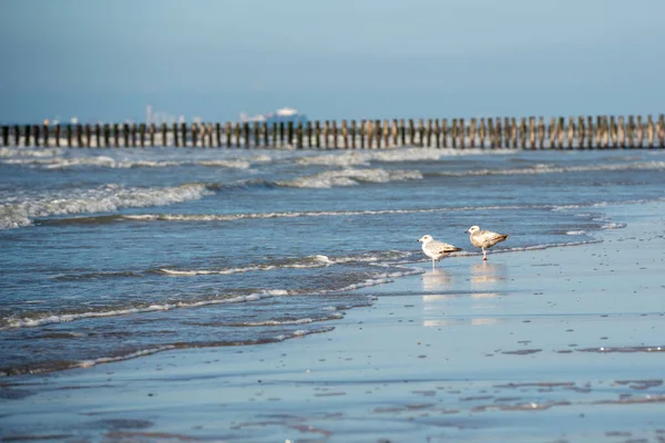 Sahilde Martılarla Deniz Manzarasının Yakın Çekimi — Stok fotoğraf
