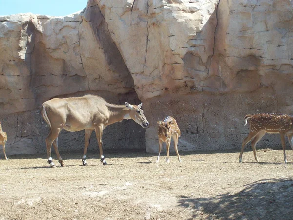 Groupe Cerfs Derrière Des Montagnes Rocheuses Dans Zoo — Photo