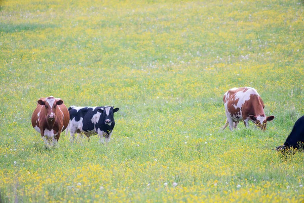 Flock Kor Som Betar Grön Äng — Stockfoto