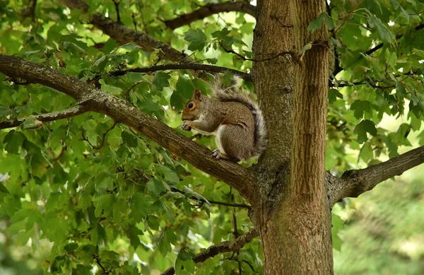 Ein Invasives Östliches Grauhörnchen Oder Grauhörnchen Sciurus Carolinensis Einem Baum — Stockfoto