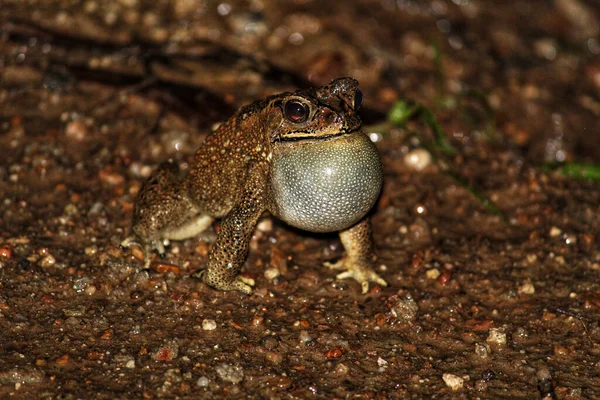 Closeup Shot Cute Brown Frog — Stock fotografie