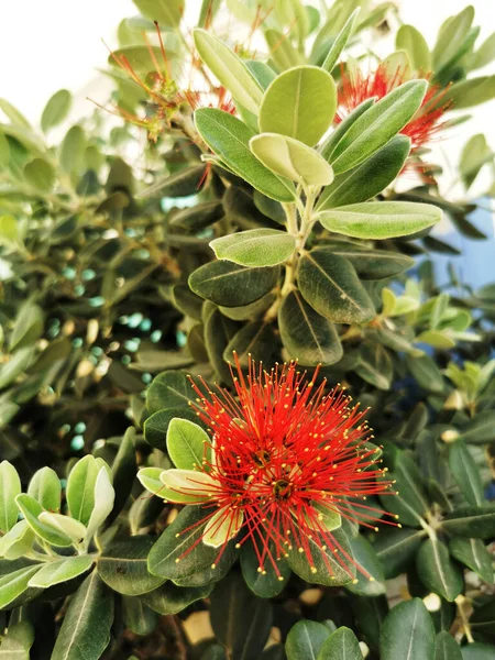 Green Shrub New Zealand Christmas Tree Blooming Flower — Stock Photo, Image