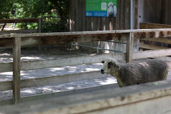 Die Schafe Hölzernen Schafstall Kansas City Zoo Usa — Stockfoto