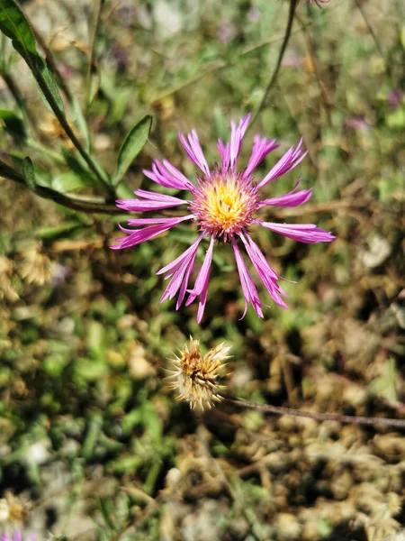 Closeup Shot Wildflowers Playa Maro Andalusia Spain — Stock Photo, Image