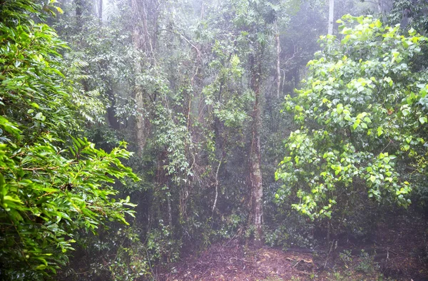 Chuva Floresta Tropical Perto Kuranda Tropical North Queensland Austrália — Fotografia de Stock