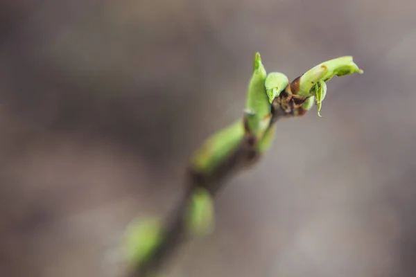 Las Hojas Verdes Que Florecen Una Rama Árbol Sobre Fondo —  Fotos de Stock