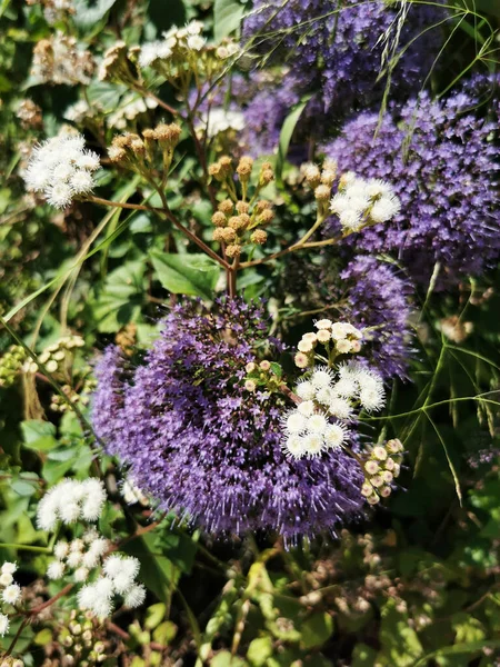 Closeup Shot Bright Showy Allium Giganteum Flowers — Stockfoto