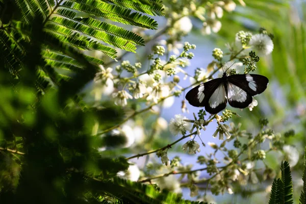 Egzotik Bir Kelebek Uganda Daki Bahçede Beyaz Bir Nektar Çiçeğinin — Stok fotoğraf