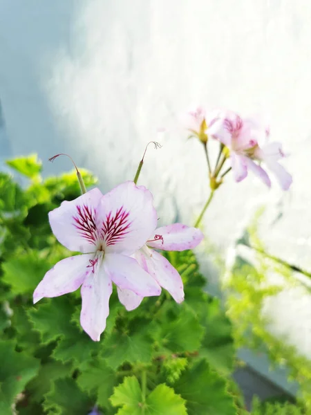 Las Flores Pelargonio Hoja Crujiente Que Crecen Sobre Arbusto Verde — Foto de Stock