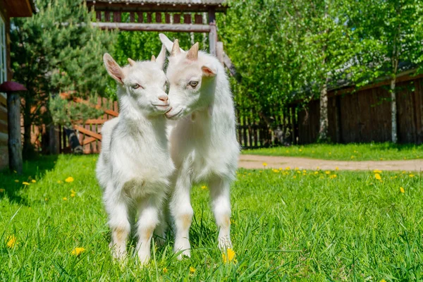 Closeup Shot Two Baby Goats Meadow — Foto de Stock