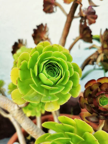 Eine Großaufnahme Einer Garten Wachsenden Aeonium Pflanze — Stockfoto