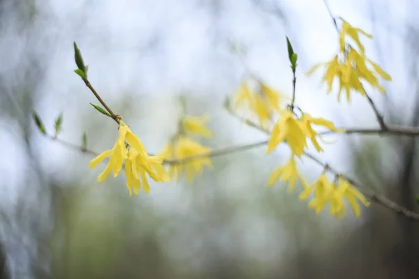 Selective Focus Shot Forsythia Branch Yellow Flowers — Fotografia de Stock