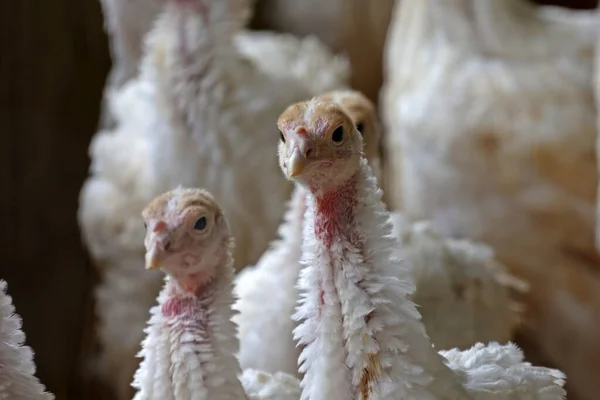 Selective Focus White Turkeys Farm — Stock fotografie
