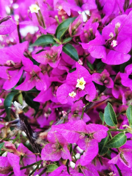 Flores Roxas Florescentes Uma Grande Buganvília — Fotografia de Stock