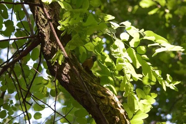 Nuthatch Eurasian Sitta Europaea Galho Árvore Uma Floresta — Fotografia de Stock
