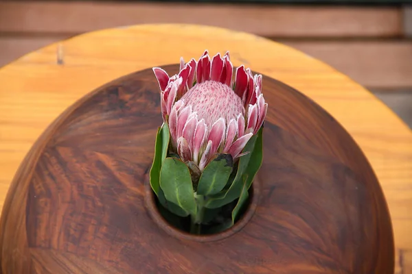 Pink King Protea Flowers Wooden Vase — Stock Photo, Image